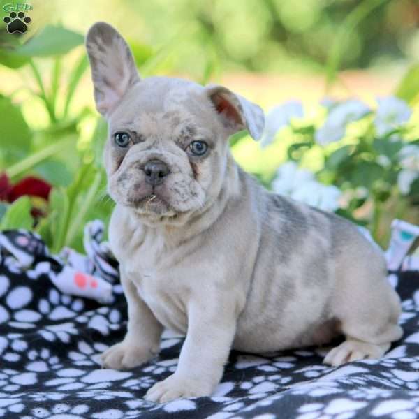 Cooper, French Bulldog Puppy