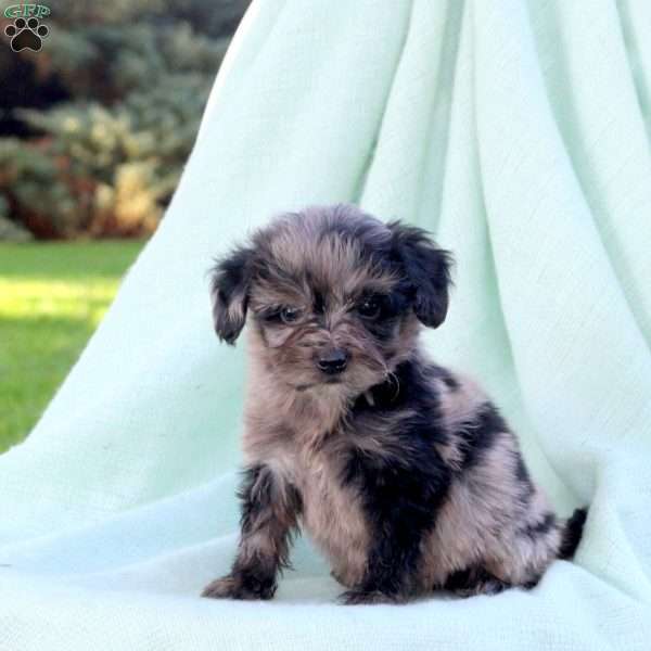 Cooper, Mini Aussiedoodle Puppy