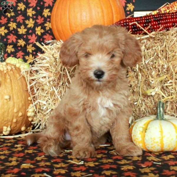 Cooper, Maltipoo Puppy