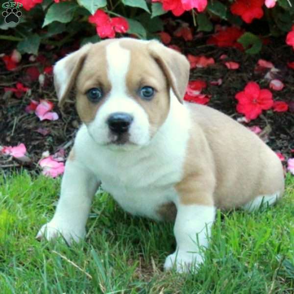 Cooper, Welsh Corgi Mix Puppy