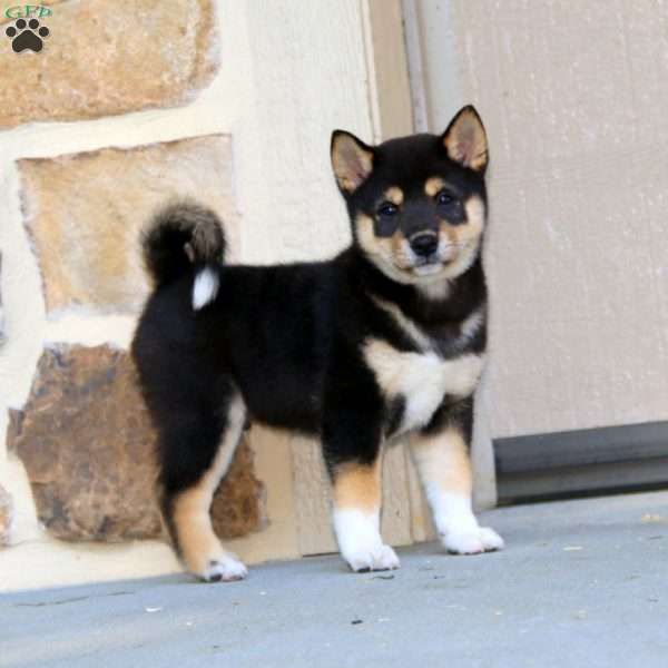 Cooper, Shiba Inu Puppy