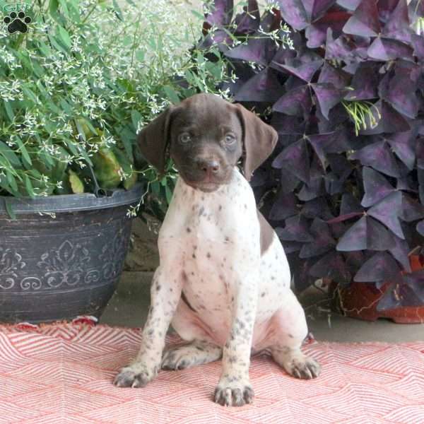 Cora, German Shorthaired Pointer Puppy