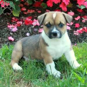 Cora, Welsh Corgi Mix Puppy