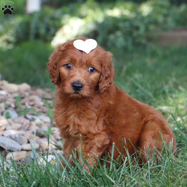 Coral, Goldendoodle Puppy