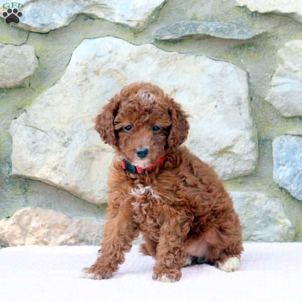 Coral, Miniature Poodle Puppy