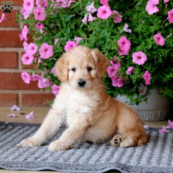 Cordell, Mini Goldendoodle Puppy