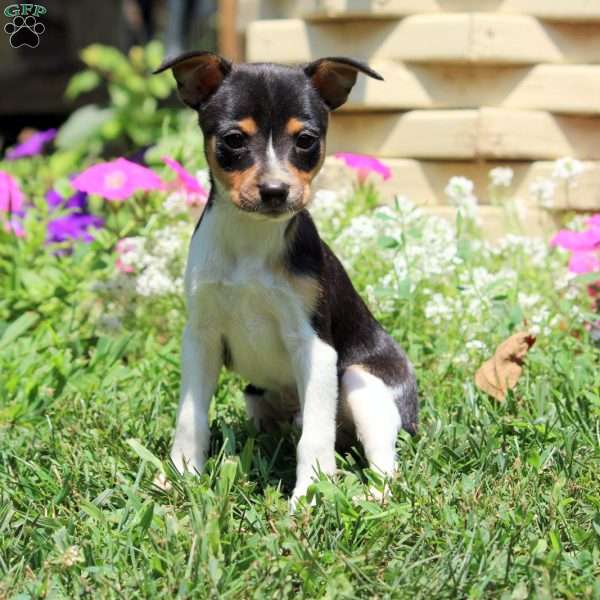 Corey, Smooth Fox Terrier Puppy