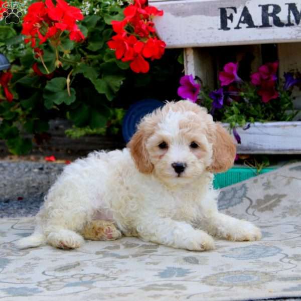 Cory, Cavapoo Puppy