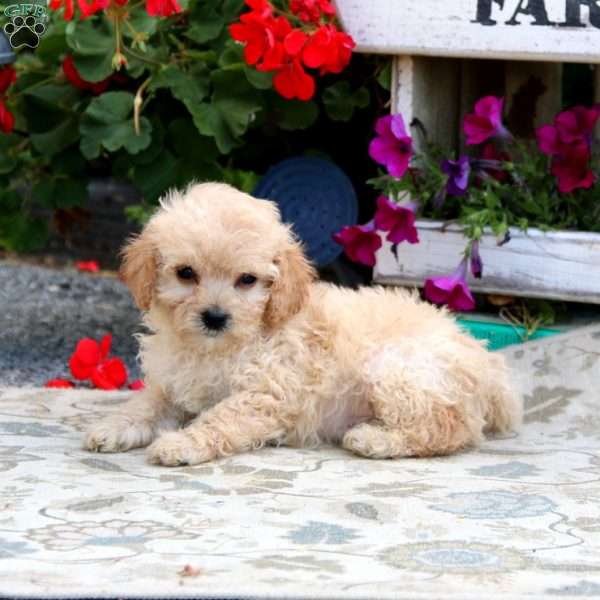 Crocket, Cavapoo Puppy