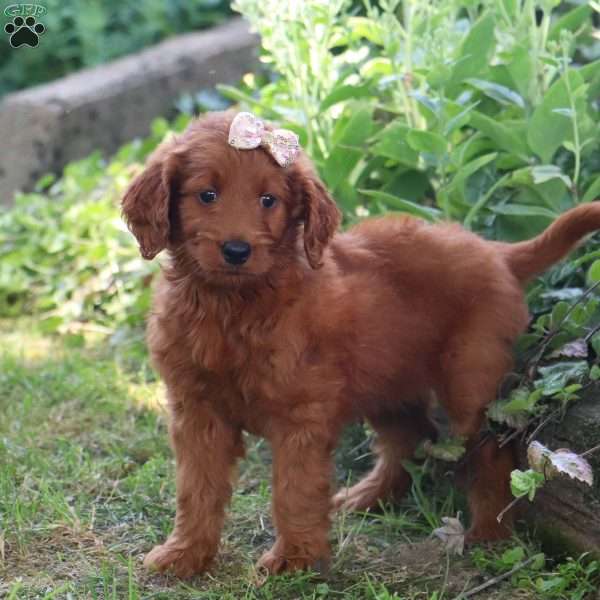 Crystal, Goldendoodle Puppy