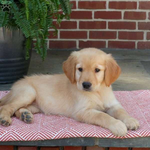 Crystal, Golden Retriever Puppy