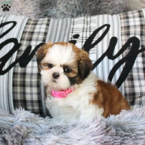 Cuddles, Shih Tzu Puppy