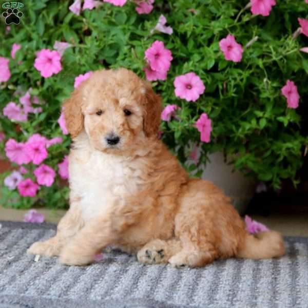 Cupcake, Mini Goldendoodle Puppy