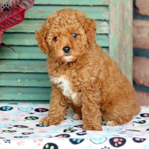 Curly, Toy Poodle Puppy