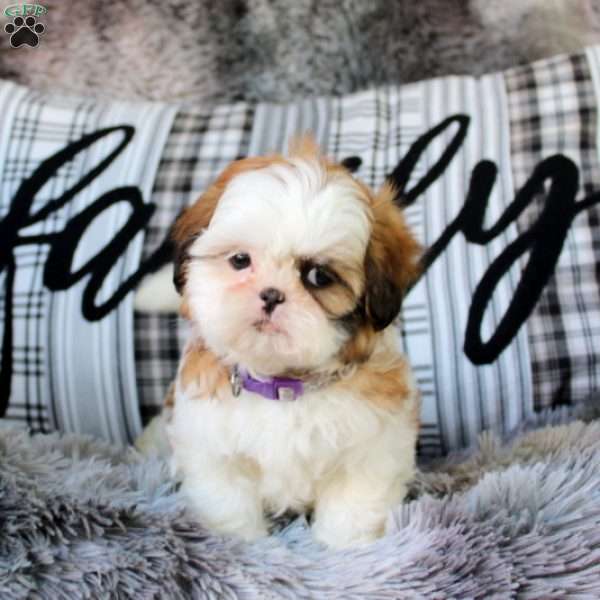 Cutie, Shih Tzu Puppy