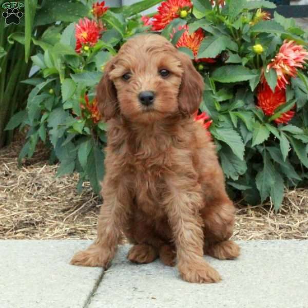 Cynthia, Mini Goldendoodle Puppy