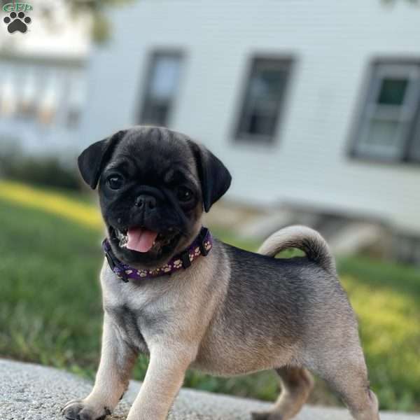 Kayla, Pug Puppy