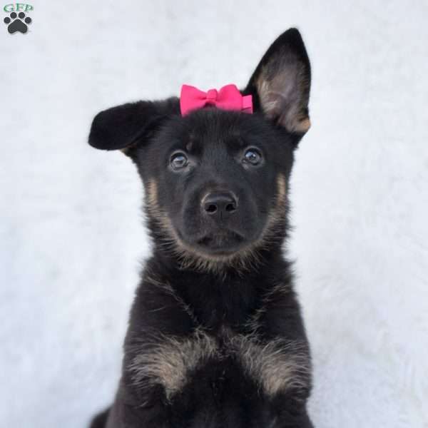 Dolly, German Shepherd Puppy