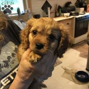 Ralphie, Cavapoo Puppy