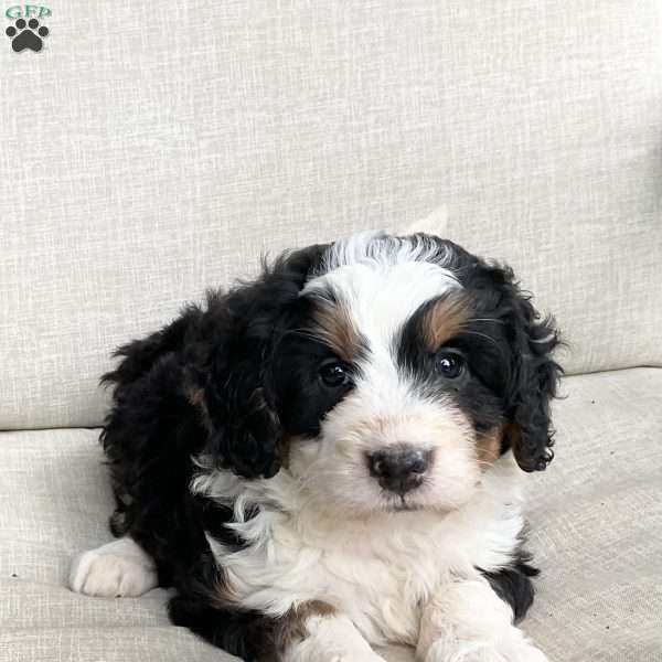 Dallas, Mini Bernedoodle Puppy