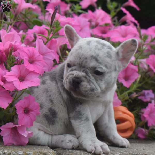 Dazzle, French Bulldog Puppy