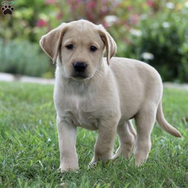 Molly, Yellow Labrador Retriever Puppy