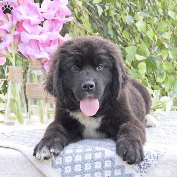 Archie, Newfoundland Puppy