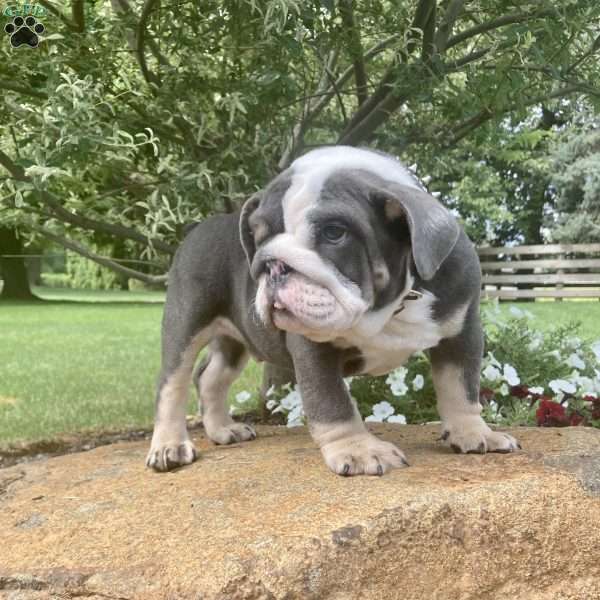 Parker, English Bulldog Puppy