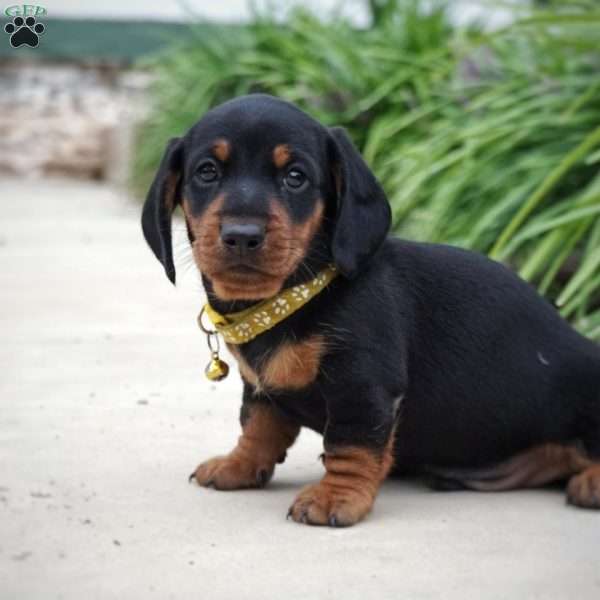 Woodrow, Dachshund Puppy