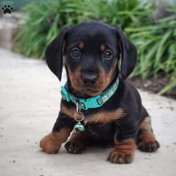 Tegan, Dachshund Puppy