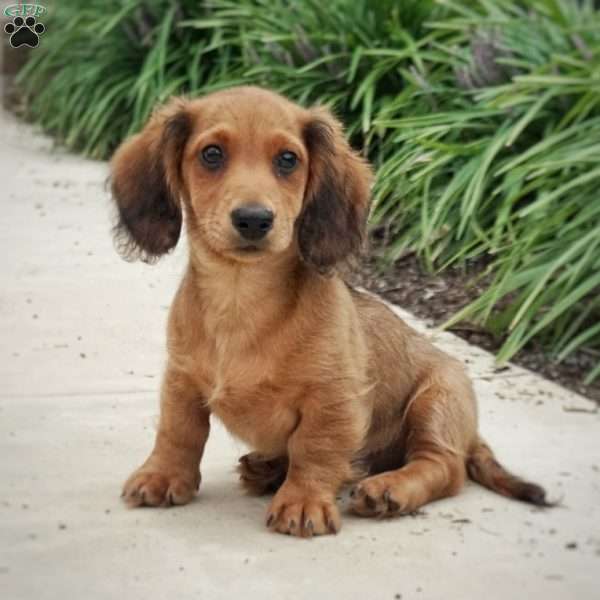 Sean, Dachshund Puppy