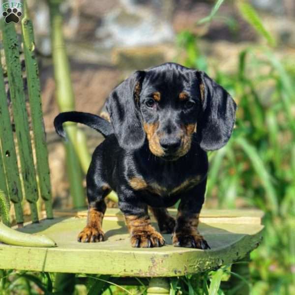 Bryce, Dachshund Puppy