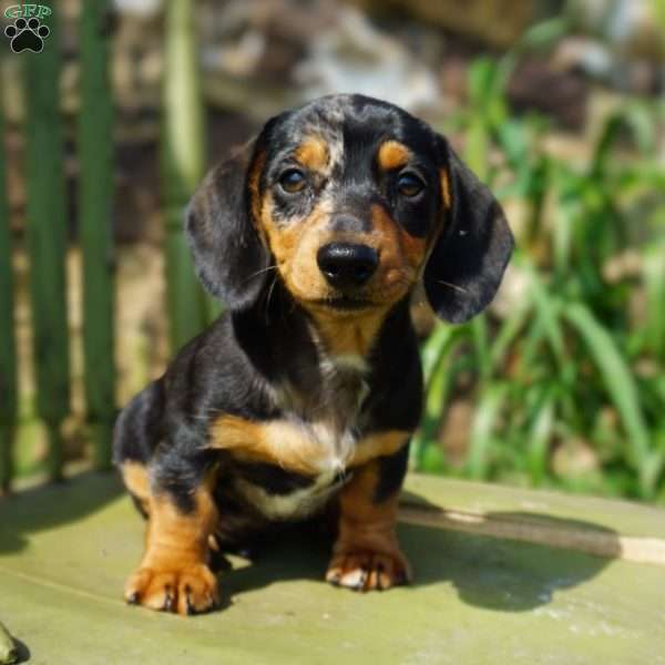 Barney, Dachshund Puppy