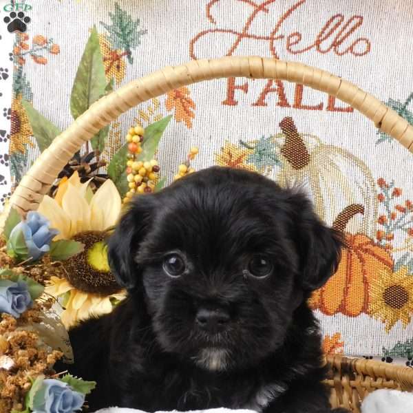 Striker, Lhasa-Poo Puppy