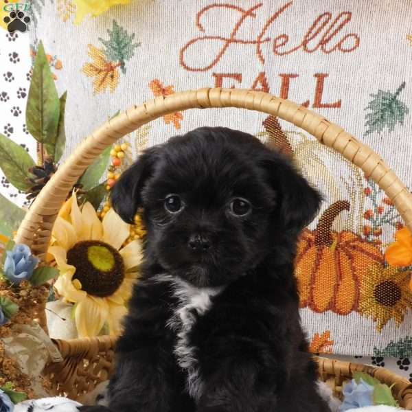 Sally, Lhasa-Poo Puppy