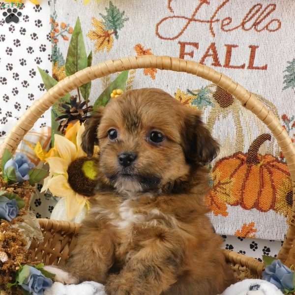 Suzie, Lhasa-Poo Puppy