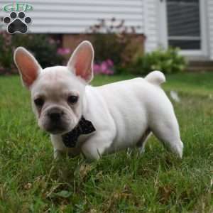 Leonard, French Bulldog Mix Puppy