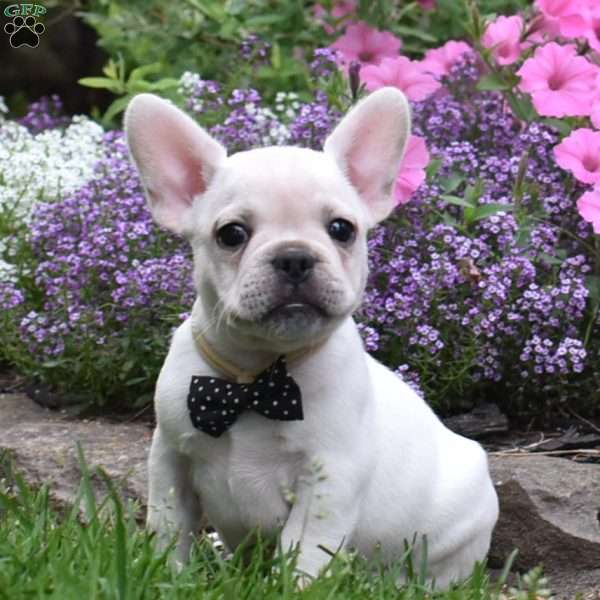 Leonard, French Bulldog Mix Puppy