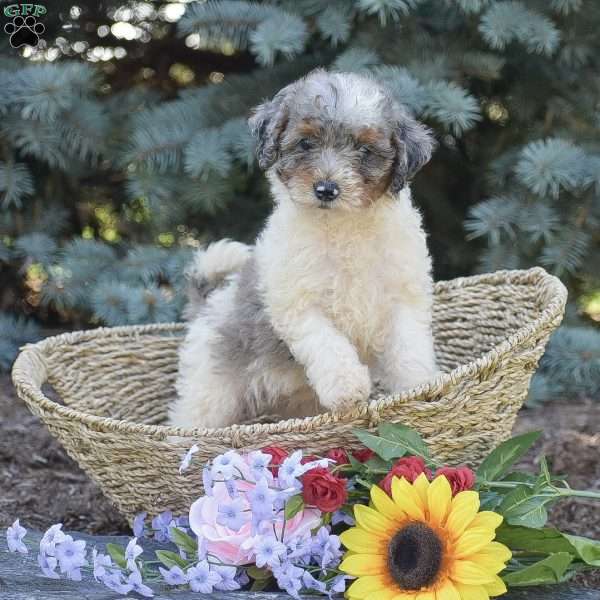 Rachel, Miniature Poodle Puppy