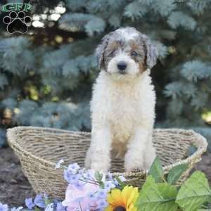 River, Miniature Poodle Puppy