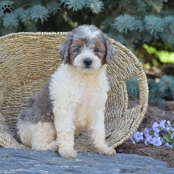 River, Miniature Poodle Puppy