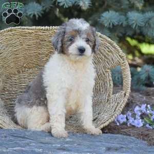 River, Miniature Poodle Puppy