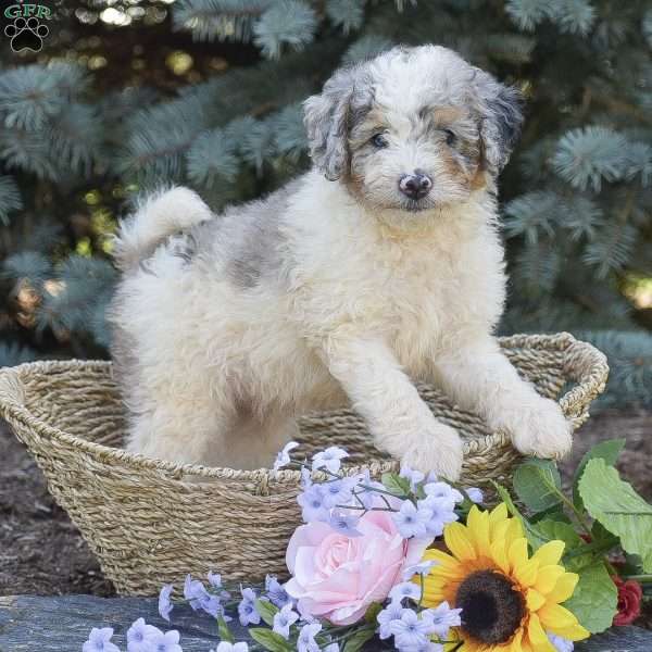 Rover, Miniature Poodle Puppy