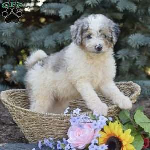 Rover, Miniature Poodle Puppy