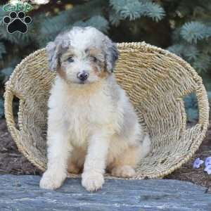 Rover, Miniature Poodle Puppy