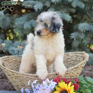 Riley, Miniature Poodle Puppy