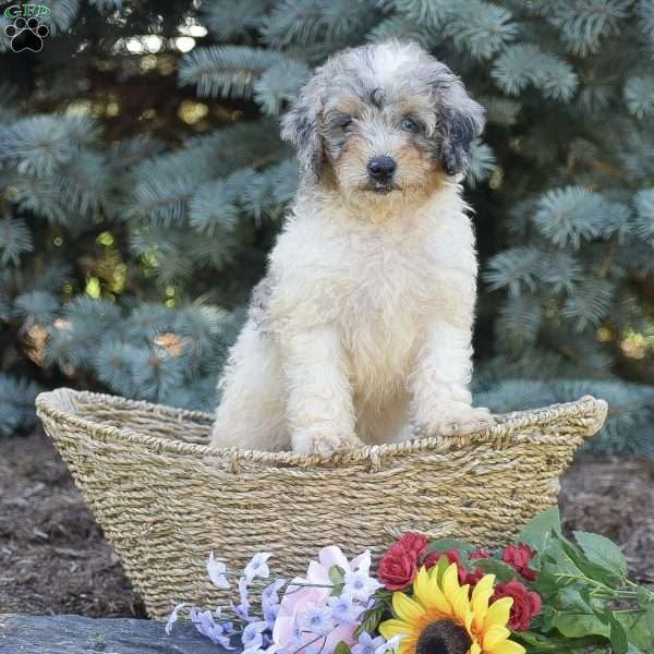 Riley, Miniature Poodle Puppy