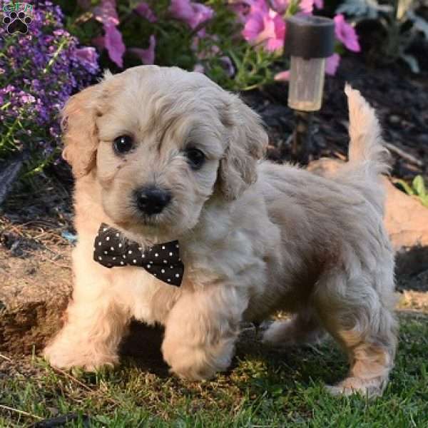 Pluto, Cavachon Puppy