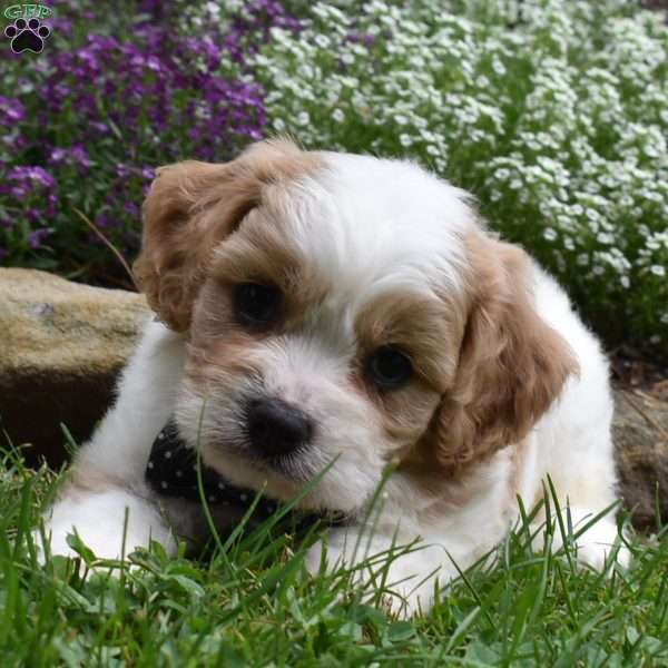 Rascal, Cavachon Puppy