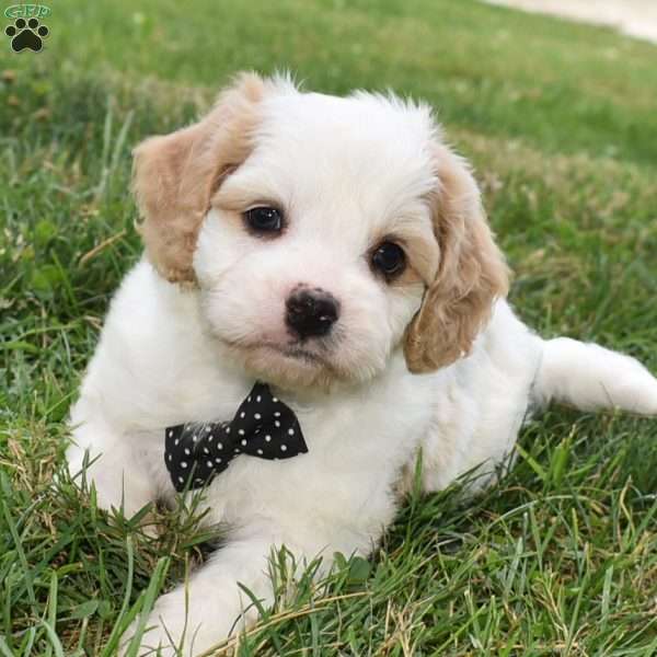 Roscoe, Cavachon Puppy